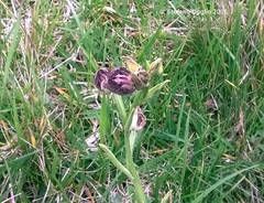 Ophrys sphegodes atrata