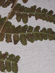 Woodsia montevidensis