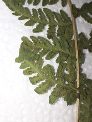 Woodsia montevidensis