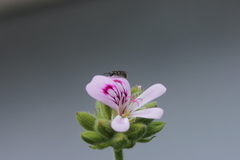 Anthophila