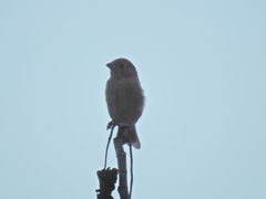 Passerina versicolor