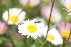 Halictidae