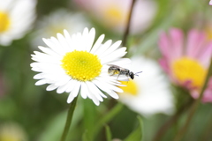 Halictidae