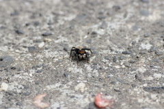 Maratus griseus