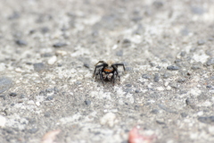 Maratus griseus