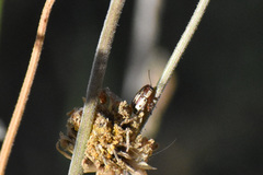 Pachybrachis bivittatus