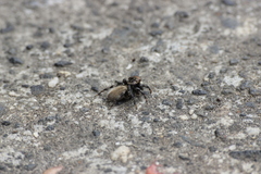 Maratus griseus