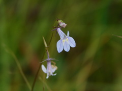 Lobelia nuttallii