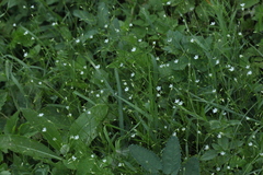 Stellaria graminea