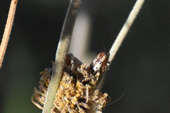 Pachybrachis bivittatus