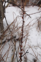 Salix pyrolifolia
