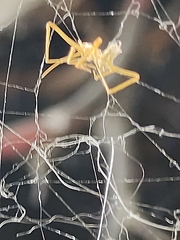 Parasteatoda tepidariorum