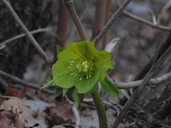Helleborus odorus odorus