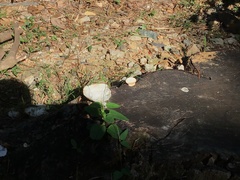 Danaus chrysippus chrysippus