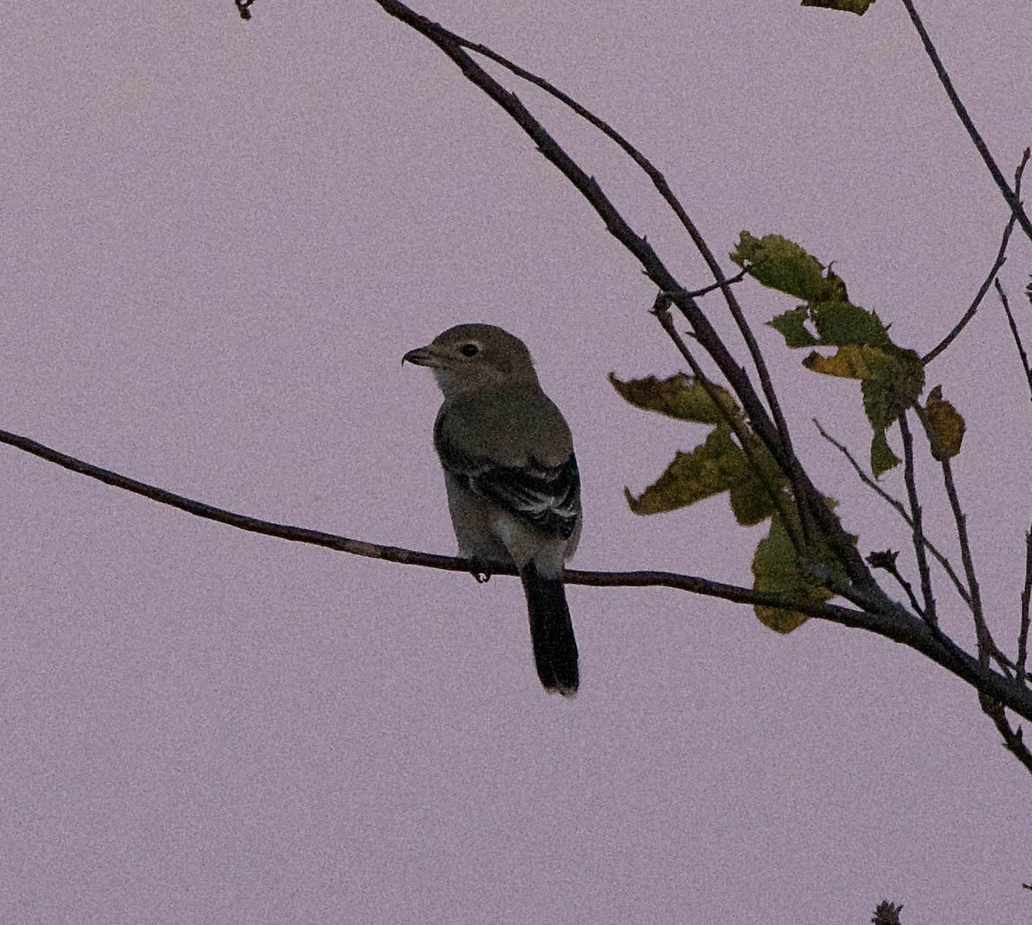 Northern Shrike
