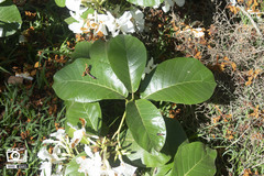 Chonemorpha fragrans