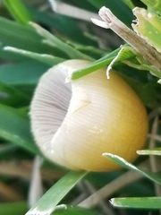 Basidiomycota