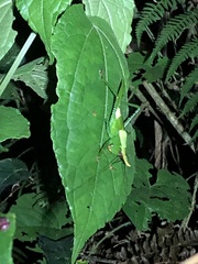 Oxyprora curvirostris