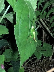 Oxyprora curvirostris