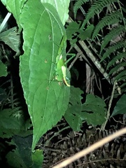 Oxyprora curvirostris