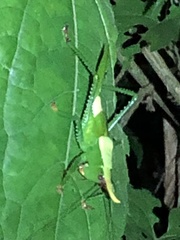 Oxyprora curvirostris