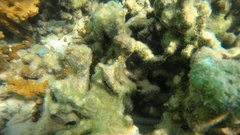 Pseudosquilla ciliata