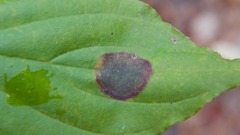 Parallelodiplosis subtruncata