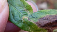 Asphondylia solidaginis