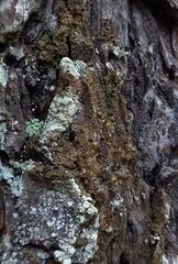 Protoparmelia ochrococca