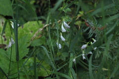 Vicia sylvatica