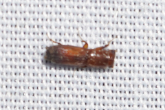 Euplatypus compositus