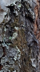 Protoparmelia ochrococca