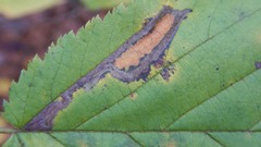 Ectoedemia virgulae