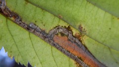 Ectoedemia virgulae