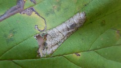 Phyllonorycter intermixta