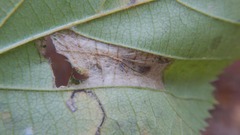 Phyllonorycter intermixta