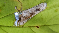 Phyllonorycter intermixta