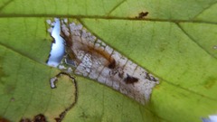 Phyllonorycter intermixta