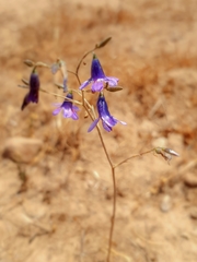 Conanthera campanulata
