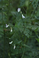 Vicia sylvatica