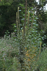 Verbascum thapsus