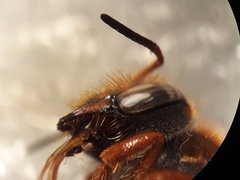 Rhodanthidium sticticum