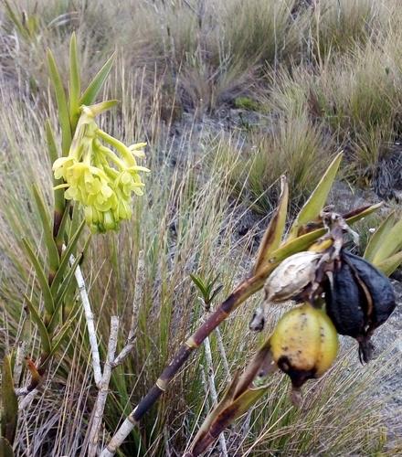 Epidendrum zipaquiranum Schltr. 3
