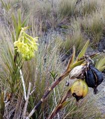 Epidendrum zipaquiranum