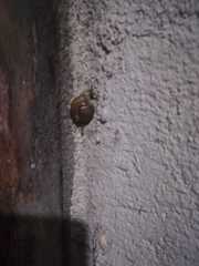 Macrochlamys hippocastaneum