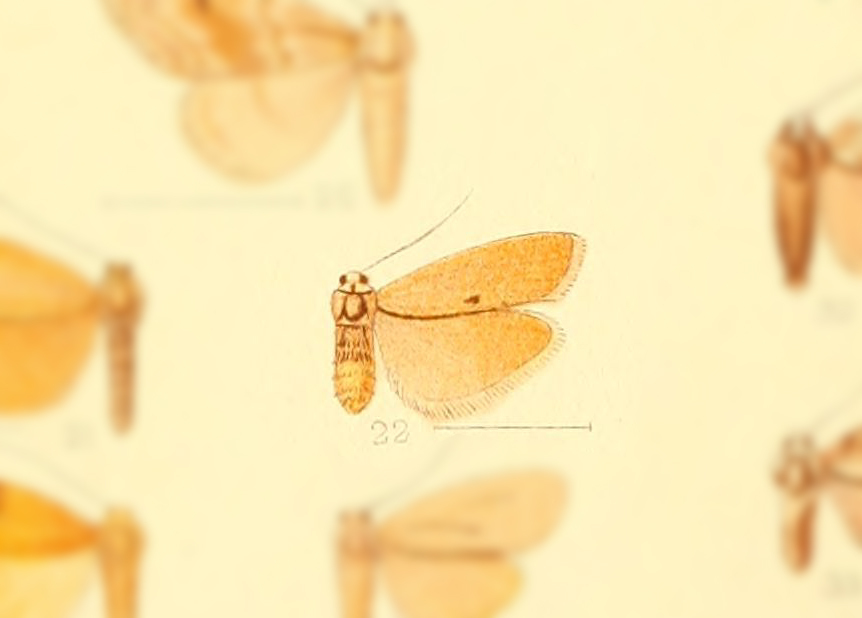 Poliosia punctivena
