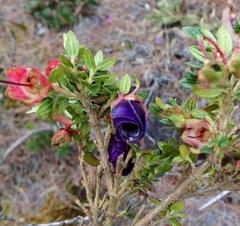 Brachyotum strigosum