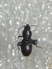Pterostichus pumilus pumilus