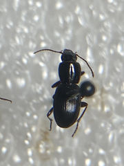 Pterostichus pumilus pumilus