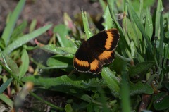 Pedaliodes phaea